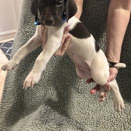 German Shorthaired Pointer Puppies from Blue Mountain GSP's