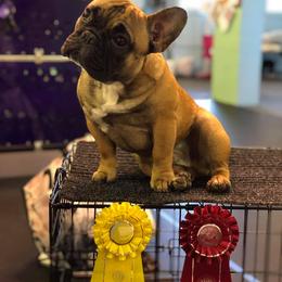French Bulldog Puppies from Legend French Bulldogs