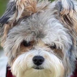 Yorkshire Terriers from Paris Parti Yorkies