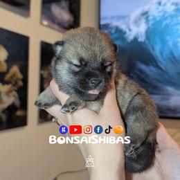 MATCHA - Red female Shiba Inu puppy in Minnesota from BonsaiShibas