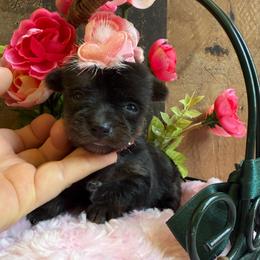 RoAna - Black and tan female Yorkshire Terrier puppy in Howe, Oklahoma from Ray Holder