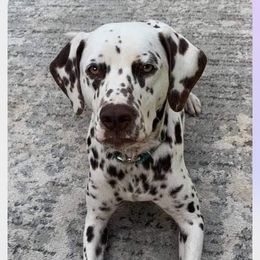 Dachshunds and Dalmatians from Sho Me Spots