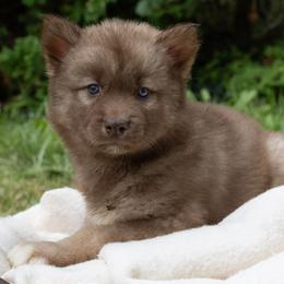 Pancake - Red and white male Siberian Husky puppy in Grayslake, Illinois from Lamon’s Pom & Polar Pups