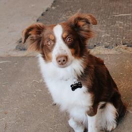 Winnie - Miniature Australian Shepherd