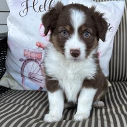 Tally - Red tri female Miniature Australian Shepherd puppy in Shipshewana, Indiana from Shelli's Puppies