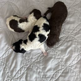 Poodle Puppies from Genesis Kinnibrugh