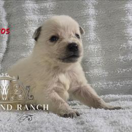 Eros - Red speckled male Australian Cattle Dog puppy in Silsbee, Texas from Rockin ND Ranch
