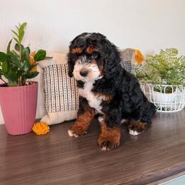 Fudd - Tri-color male Bernedoodle puppy in Weston, Idaho from Berne n Doodles