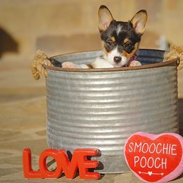 Pembroke Welsh Corgi Puppies from Dream Corgis