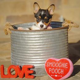 Pembroke Welsh Corgi Puppies from Dream Corgis