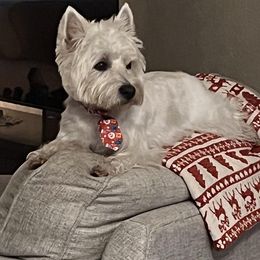 Scottish Terriers and West Highland White Terriers from Curry Hill Westies and Scotties