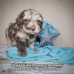 Mr. Rocky - Brown merle male Aussiedoodle puppy in Dolan Springs, Arizona from High Desert Companions