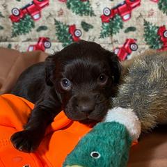 Waylon - Chocolate male Boykin Spaniel puppy in Van Buren, Arkansas from Arklahoma Boykins