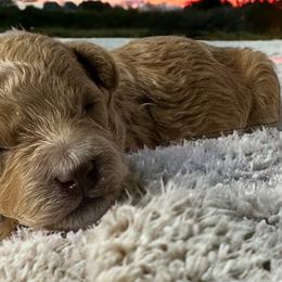 Boy 1 - Poodle puppy in North Carolina from Baileys Paws and Furs