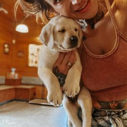 Labrador Retriever Puppies from Landon J Farms Labrador Retrievers