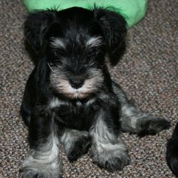 Havanese and Miniature Schnauzers from Maplecreek