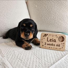 Leia - Black and tan female Dachshund puppy in Inman, South Carolina from Shadow Acres