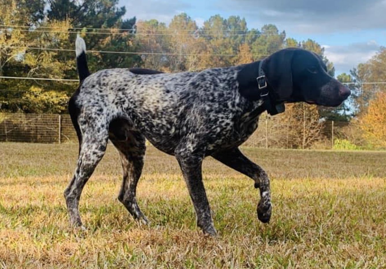 Down South Pointers in Georgia | German Shorthaired Pointer puppies ...