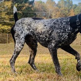 German Shorthaired Pointers from Down South Pointers