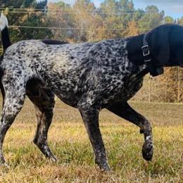 German Shorthaired Pointers from Down South Pointers