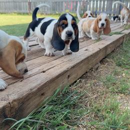Basset Hound and Pembroke Welsh Corgi Puppies from Solo Spur Ranch