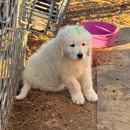 BlueGreen Boy - White male Maremma Sheepdog puppy in Kings County, California from Prancing Pony Farm Maremma Sheepdogs