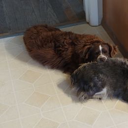 Miniature Australian Shepherd All Grown Up from Wild West Aussies