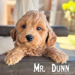 Dunn - Apricot male Goldendoodle puppy in Sacramento, California from Dandy Doodles Goldendoodles