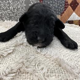 Boy 4 - Black Goldendoodle puppy in Bellville, Ohio from Ohio Designer Doodles