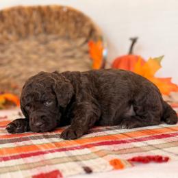 Funshine - Brown female Poodle puppy in Lavonia, Georgia from Peach Blossom Kennels
