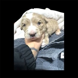 Female 1 - Yellow and white female Bernedoodle puppy in Petersburg, Michigan from Brittany’s Mini Bernedoodles