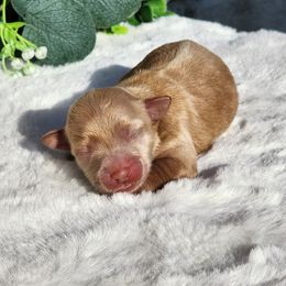 Cyndia - Gold sable female Havapoo puppy in Dothan, Alabama from Farquharson's Poodles&Doodles