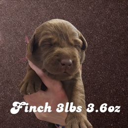 Finch - Chocolate female Dilute Retriever puppy in Sidney, Nebraska from Nebraska Strong Labradors