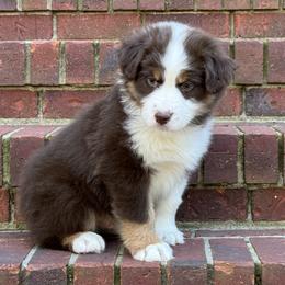 Boy 3 - Red tri-color male Australian Shepherd puppy in Helena, Alabama from Cahaba Australian Shepherds