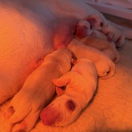 Girl 3 - Yellow female Labrador Retriever puppy in Strafford, New Hampshire from Alley Rock Labradors, LLC