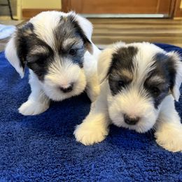 Males - White and badger male Sealyham Terrier puppy in Holden, Missouri from Thistle and Rock Sealyham Terriers
