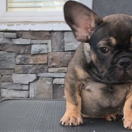 French Bulldogs from Mobbullyfarms