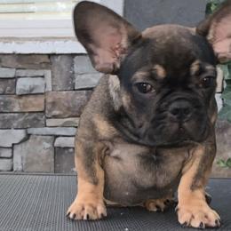 French Bulldogs from Mobbullyfarms