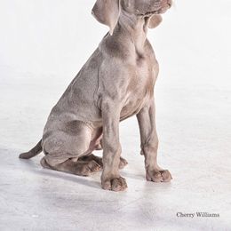 Weimaraner Puppies from About Time Weimaraners