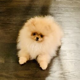 Pomeranian Puppies from Halo Poms