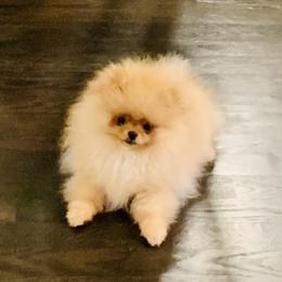 Pomeranian Puppies from Halo Poms