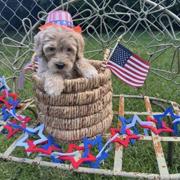 Waco - Gold male Labradoodle puppy in Waco, Texas from River Run Labradoodles
