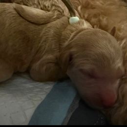 Bubbles - teal collar - Apricot female Goldendoodle puppy in Puyallup, Washington from Dawnie’s Doodles