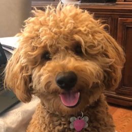 Lily - Goldendoodle