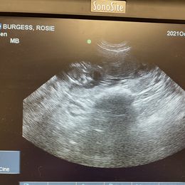 Australian Shepherd Puppies from Faith Built Ranch