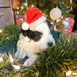 Fern Tiny Toy CKC - Black and white female Aussiedoodle puppy in Doerun, Georgia from Twig & Tail Puppies