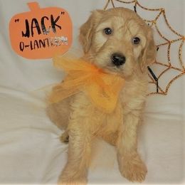 Goldendoodle Puppies from OnlyGoldendoodles
