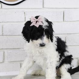 Jessie - Parti female Labradoodle puppy in Bryantown, Maryland from Doodles on Duty