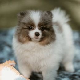 Norm - Blue merle male Pomeranian puppy in Burton, Michigan from Ranger's Pomeranians