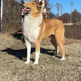 Stash - Collie